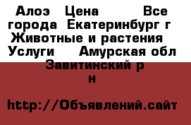 Алоэ › Цена ­ 150 - Все города, Екатеринбург г. Животные и растения » Услуги   . Амурская обл.,Завитинский р-н